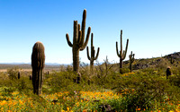 2023 Arizona Wildflowers