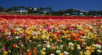 Carlsbad Flower Fields