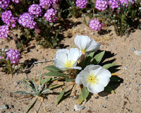 Desert Flowers 2007