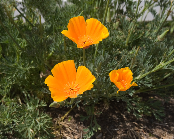 Taken at Flower Fields